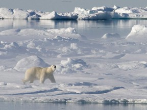 A polar bear stands on a ice flow in Baffin Bay above the arctic circle as seen from the Canadian Coast Guard icebreaker Louis S. St-Laurent Thursday, July 10, 2008. The federal government has released its long-awaited policy on developing the Canadian Arctic.