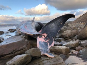 The body of an endangered blue whale, shown in this undated handout image, has come ashore along the western coast of Cape Breton, prompting suggestions a necropsy be carried out to determine the animal's cause of death. The Marine Animal Response Society, a Halifax-based non-profit, says the carcass was spotted last week at Sutherland's Cove, about six kilometres north of Port Hawkesbury, N.S.