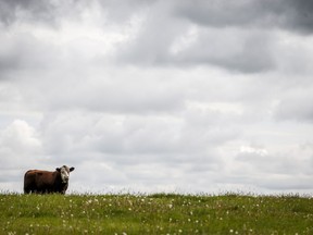 A Calgary organization which argues that climate change is nothing close to a global emergency says Elections Canada is right to keep a close eye on campaign-period communications from the climate change lobby. A bull grazes in a pasture on a farm near Cremona, Alta., Wednesday, June 26, 2019.THE CANADIAN PRESS/Jeff McIntosh
