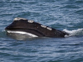 In this March 28, 2018 file photo, the baleen is visible as a North Atlantic right whale feeds on the surface of Cape Cod bay off the coast of Plymouth, Mass. It will likely be weeks before it's known what killed a North Atlantic right whale whose badly decomposed carcass was found this month off Long Island, N.Y.