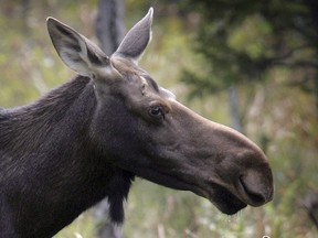 A moose stands in a clearing in Franconia, N.H. in an Aug.21, 2010 file photo. New Brunswick officials are the latest to chime in on the issue of drone use in hunting as the province's moose hunt kicks off.