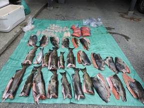 Mounties have seized a nine-metre fishing boat and a catch of more than two dozen chinook salmon for allegations of "significant overfishing." More than two dozen chinook salmon, about 24 kilograms of salmon roe, 18 rock code fillets and eight ling code fillets are seen in an undated police handout photo.