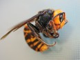 The provincial government says its experts and a group of local beekeepers successfully eradicated a nest of invasive Asian giant hornets using carbon dioxide and removed all the hornets and the queen. An Asian giant hornet is shown in this undated handout photo.