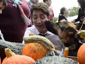 Liberal Leader Justin Trudeau is licked by a dog as he makes a whistle stop at the Green Pig Country Market in Salisbury, N.B., on September 18, 2019. At first glance, it would appear Justin Trudeau's Liberals built an electoral fortress in Atlantic Canada in 2015, having won all of the region's 32 ridings. Four years later, with the party on the defensive over the leader's blackface bombshells, the Liberal ramparts on the East Coast have been shaken, and there are clear indications the Conservatives will make significant gains on election day.