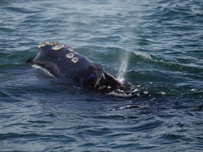 A North Atlantic right whale feeds on the surface of Cape Cod bay off the coast of Plymouth, Mass., Wednesday, March 28, 2018.