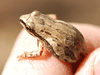 Another tiny, elusive Western chorus frog.