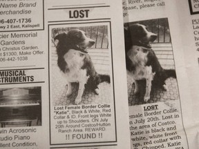 An ad in the Daily Inter Lake newspaper searching for Katie, a boarder collie, sits in the home of Carole and Verne King, in Deer Park, Wash., Sept. 20, 2019. After their dog, Katie, escaped a room at a hotel in Montana, they set out on a desperate search that lasted 57 days and included night-vision goggles, animal-tracking cameras and horse manure brought in from Eastern Washington.