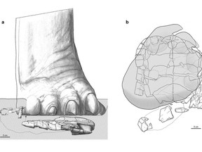 An illustration of the foot of a sauropod (L) stepping on a 150-million-year-old turtle, with an overhead view of the damage (R).