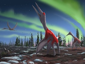 An undated handout image released by the Queen Mary University of London on September 10, 2019, shows an artist's impression of a Cryodrakon boreas, a newly discovered species of pterosaur.
