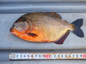 B.C. conservation officers say a piranha, shown in a handout photo, reeled in by a fisherman in a Vancouver Island lake last week was likely someone's unwanted pet. THE CANADIAN PRESS/HO-Government of British Columbia MANDATORY CREDIT