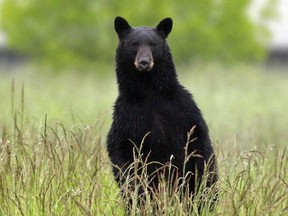 Conservation officers euthanized five bears travelling together in Penticton, B.C., on Thursday.