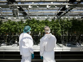 Employees inspect cannabis plants at the CannTrust Holding Inc. Niagara Perpetual Harvest facility in Pelham, Ontario, Canada, on Wednesday, July 11, 2018.