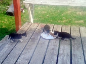 Feral cats gather around the home of Carol Hull in Little Bay Islands, N.L., in this undated handout photo. Residents will move away by the end of this year as the town is resettled, with government services shut down, leaving some animal lovers worried for the feral felines who have come to depend on people for food.