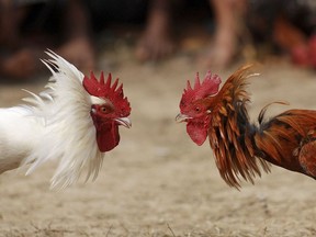 A traditional cock fight is shown in Jagiroad in Gauhati, India on Friday, Jan. 18, 2008. The BC SPCA says it executed a warrant at a Surrey property were it suspected cock fighting was taking place.