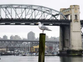 A seagull stands on a post in the rain with the Burrard Street Bridge in the background along English Bay in Vancouver, B.C. Thursday, March 6, 2014. Some of Canada's busiest bridges could be grinding to a halt on Monday as a result of plans by the group Extinction Rebellion to block the passage of cars and trucks.