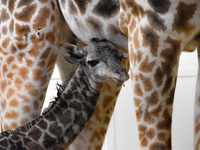 A male calf giraffe, born on Sunday, is shown in this handout image next to his mother Emara at the Calgary Zoo.