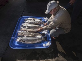 In this Tuesday, Aug. 22, 2017, file photo, Riley Starks of Lummi Island Wild shows three of the farm-raised Atlantic salmon that were caught alongside four healthy Kings in Point Williams, Wash. Atlantic Canadian provinces are working to fill regulatory gaps and inspire public trust in aquaculture as they set hopes and spend money on the expanding industry. THE CANADIAN PRESS/ Dean Rutz/The Seattle Times via AP, File)