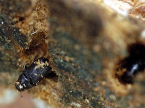 A mountain pine beetle crawls out of a ponderosa pine tree while another, right, remains in its hole in Green Mountain Falls, Colo. on Aug. 24, 2006. Alberta is increasing the amount it's spending to fight the slow creep of the mountain pine beetle through the province's forests.