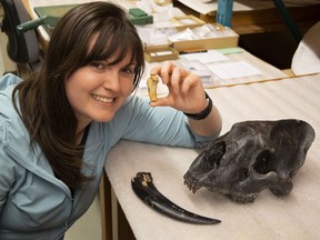 Lead author Ashley Reynolds holds the Smilodon fatalis metacarpal from Medicine Hat, Alberta in this handout image provided by the Royal Ontario Museum. On the table are a S. fatalis skull and canine tooth from Peru. Scientists have found fossil evidence from the Ice Age of a sabre-tooth cat in southern Alberta -- the northern-most record of the predator.