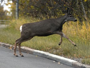 A deer dashes across a road near Emily Murphy Park in Edmonton, October 8, 2019.
