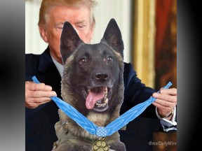Trump tweets image of raid dog photoshopped in place of Medal of Honor