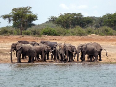 Elephants chilling by the Kazinga Channel.