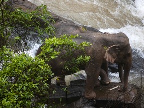This photo by Thai News Pix taken on October 5, 2019 shows two elephants (one behind the other) trapped on a small cliff at a waterfall at Khao Yai National Park in central Thailand as rescuers work to save them.