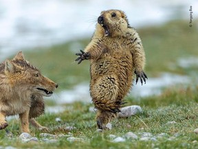 A startled marmot leaps in fright after a Tibetan fox attacks.