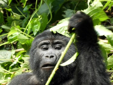 A gorilla in Bwindi Impenetrable National Park clears a stem of leaves.