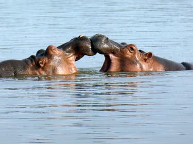 Water play for hippos...