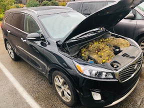 The Persics' car stashed with over 200 walnuts and mounds of grass.