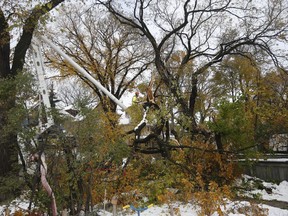 Crews cleanup after a snow storm which hit parts of Manitoba Thursday and Friday in Winnipeg on Sunday, October 13, 2019.