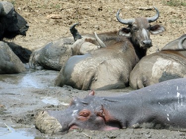 A hippo and water buffalo indulge in a mud bath.