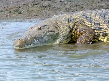 A Nile crocodile in Queen Elizabeth Park.