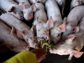 A student feeds pigs at a farm next to a primary school in Xuanwei, Yunnan province, China, December 22, 2018. Picture taken December 22, 2018.