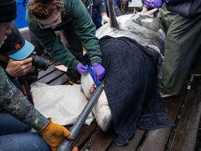 Ocearch team members collect samples from a shark on board a shark research vessel in LaHave, N.S., Friday, Oct. 4, 2019.