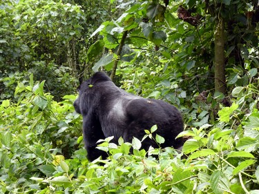 A silverback gorilla leader walks through Bwindi.