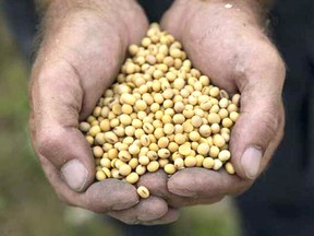 A farmer near London, Ont. shows his soybeans. Shipments of Canadian soybeans to China – the world’s largest buyer of the oilseed – have remained negligible since December.