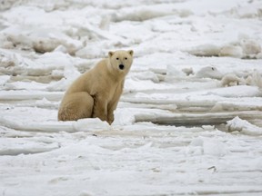 Several Inuit communities have reported an increased number of bear encounters and attacks in recent years.