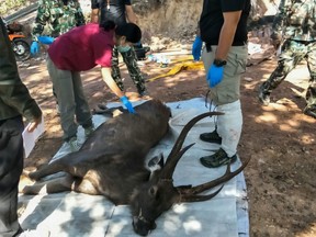 In this handout photo released by the Office of Protected Area Region 13 on Nov. 26, 2019  veterinarians prepare to examine a dead deer at Khun Sathan National Park in Thailand's Nan province.