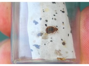 CLOSEUP OF A LIVE BEDBUG, HELD BY LORNE CHADWICK.