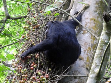 A chimpanzee snacks on berries in Nyungwe.