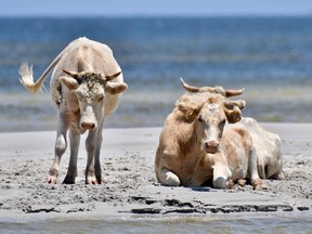 Cows on the beach of Cedar island in July 2017. A group of cows and horses had been carried off to sea amidst the hurricane but a park spokesperson has announced that three have returned to land.