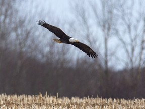 A bald eagle hangs fliies over a field in Sheffield Mills, N.S., a popular tourist destination, on Friday, Jan. 12, 2018. Alberta Fish and Wildlife is investigating the shooting of two bald eagles in separate areas of the province.