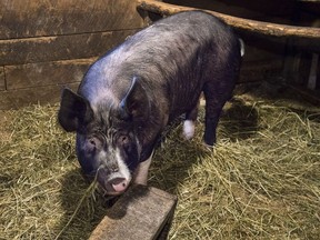 A Berkshire pig is seen at Ross Farm in New Ross, N.S. on Wednesday, June 26, 2019. Prime Minister Justin Trudeau says Canadian pork and beef exports to China will resume. China suspended imports in June amid the dispute over Canada's detention of a top executive at the Chinese tech company Huawei.