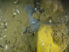 A blue plastic bag on the bottom of the Bay of Fundy in this undated handout photo. A survey of the Bay of Fundy is estimating over 1.8-million pieces of garbage are strewn over its bottom, causing scientific concerns about potential harm to marine life. The study published today in Marine Pollution Bulletin found an average of 137 pieces of plastic litter, dumped or lost fishing gear, and other garbage, per square kilometre of ocean. THE CANADIAN PRESS/HO - Applied Oceans Research Group at the Nova Scotia Community College and Fisheries and Oceans Canada