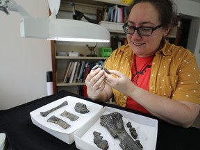 Dr. Victoria Arbour looks over items from the paleontology collection at the Royal BC Museum in this undated handout photo. A geologist's discovery of a mysterious claw in rocks along a rail line in British Columbia's northern wilderness almost 50 years ago has led to the recognition of the first dinosaur species unique to the province.