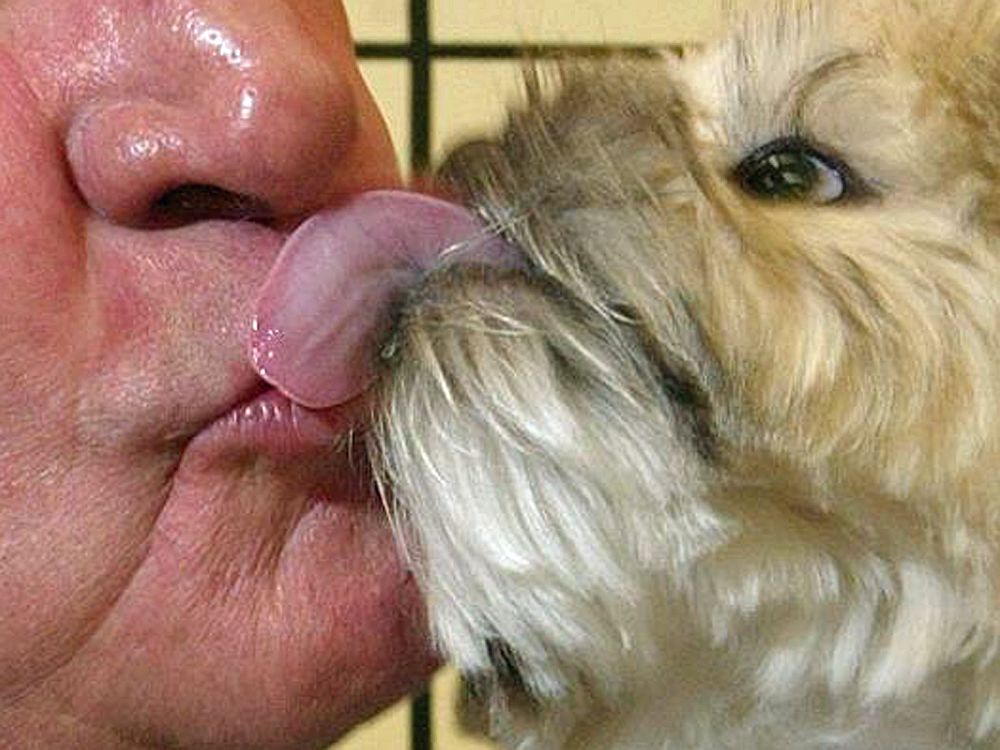 https://smartcdn.gprod.postmedia.digital/nationalpost/wp-content/uploads/2019/11/dog_lick.jpg