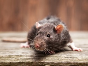 For nearly 70 years, the province of Alberta has officially been rat-free. Rats still get in, but they never survive long enough to breed.