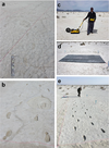 Researchers use GPR scans to track mammoth and human footprints at White Sands, New Mexico.